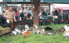 Katten domineren het straatbeeld in Istanbul
